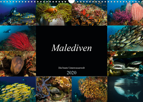 Malediven – Die bunte Unterwasserwelt (Wandkalender 2020 DIN A3 quer) von H. Kraus,  Martin