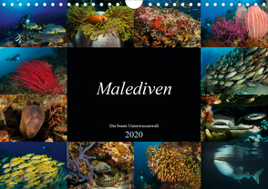 Malediven – Die bunte Unterwasserwelt (Wandkalender 2020 DIN A4 quer) von H. Kraus,  Martin