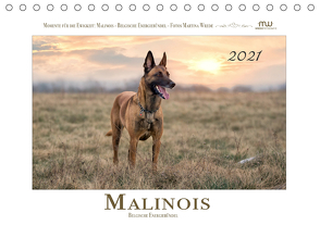 Malinois – Belgische Energiebündel (Tischkalender 2021 DIN A5 quer) von Wrede,  Martina