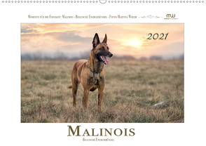 Malinois – Belgische Energiebündel (Wandkalender 2021 DIN A2 quer) von Wrede,  Martina