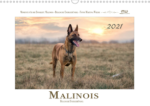 Malinois – Belgische Energiebündel (Wandkalender 2021 DIN A3 quer) von Wrede,  Martina