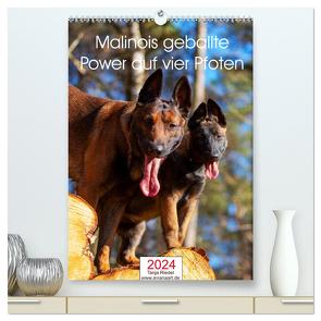 Malinois geballte Power auf vier Pfoten (hochwertiger Premium Wandkalender 2024 DIN A2 hoch), Kunstdruck in Hochglanz von Riedel,  Tanja