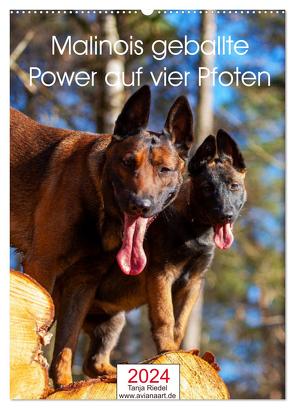 Malinois geballte Power auf vier Pfoten (Wandkalender 2024 DIN A2 hoch), CALVENDO Monatskalender von Riedel,  Tanja