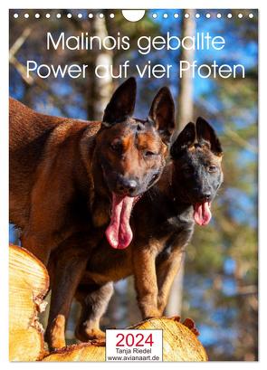 Malinois geballte Power auf vier Pfoten (Wandkalender 2024 DIN A4 hoch), CALVENDO Monatskalender von Riedel,  Tanja