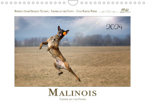 Malinois – Partner auf vier Pfoten (Wandkalender 2024 DIN A4 quer), CALVENDO Monatskalender von Wrede - Wredefotografie,  Martina