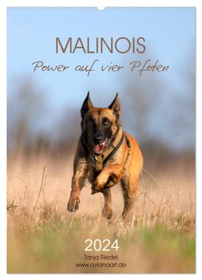 Malinois Power auf vier Pfoten (Wandkalender 2024 DIN A2 hoch), CALVENDO Monatskalender von Riedel,  Tanja