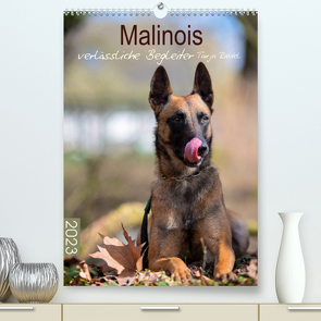 Malinois verlässliche BegleiterCH-Version (Premium, hochwertiger DIN A2 Wandkalender 2023, Kunstdruck in Hochglanz) von Riedel,  Tanja