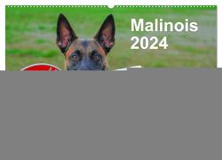 Malinois – Wahnsinn auf vier Pfoten (Wandkalender 2024 DIN A2 quer), CALVENDO Monatskalender von Trocha,  Alexander