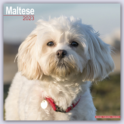 Maltese – Malteser 2023 – 16-Monatskalender