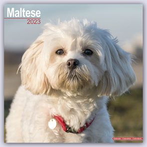 Maltese – Malteser 2023 – 16-Monatskalender