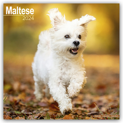 Maltese – Malteser 2024 – 16-Monatskalender