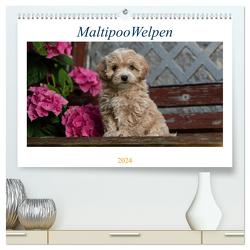 Maltipoo Welpen (hochwertiger Premium Wandkalender 2024 DIN A2 quer), Kunstdruck in Hochglanz von Schultz,  Tanja