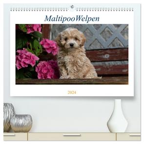 Maltipoo Welpen (hochwertiger Premium Wandkalender 2024 DIN A2 quer), Kunstdruck in Hochglanz von Schultz,  Tanja