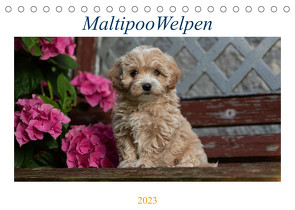 Maltipoo Welpen (Tischkalender 2023 DIN A5 quer) von Schultz,  Tanja