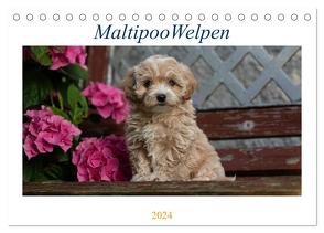 Maltipoo Welpen (Tischkalender 2024 DIN A5 quer), CALVENDO Monatskalender von Schultz,  Tanja