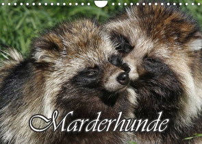 Marderhunde (Wandkalender 2022 DIN A4 quer) von Lindert-Rottke,  Antje
