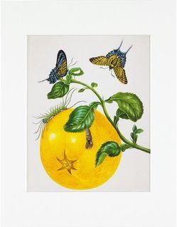 Maria Sibylla Merian – gerahmter Druck „Branch of Pomelo“ von Merian,  Maria Sibylla