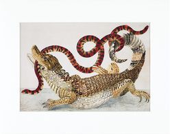 Maria Sibylla Merian – gerahmter Druck „Caiman“ von Merian,  Maria Sibylla