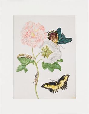 Maria Sibylla Merian – gerahmter Druck „Confederate Rose“ von Merian,  Maria Sibylla