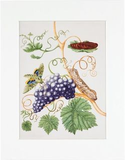 Maria Sibylla Merian – gerahmter Druck „Grape Vine“ von Merian,  Maria Sibylla