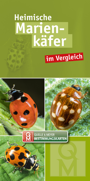 Heimische Marienkäfer im Vergleich von Quelle & Meyer Verlag