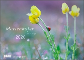 Marienkäfer 2020 – Ladybugs – Makrofotografie von Georgi Georgiev – Wandkalender – Format 29,7 x 42 cm von DUMONT Kalenderverlag, Georgiev,  Georgi