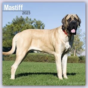 Mastiff 2023 – 16-Monatskalender