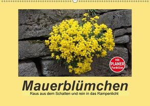 Mauerblümchen – Raus aus dem Schatten und rein in das Rampenlicht (Wandkalender 2018 DIN A2 quer) von Keller,  Angelika