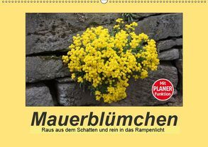 Mauerblümchen – Raus aus dem Schatten und rein in das Rampenlicht (Wandkalender 2019 DIN A2 quer) von Keller,  Angelika