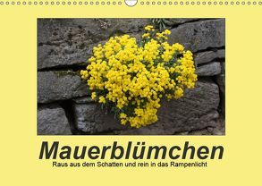 Mauerblümchen – Raus aus dem Schatten und rein in das Rampenlicht (Wandkalender 2019 DIN A3 quer) von Keller,  Angelika