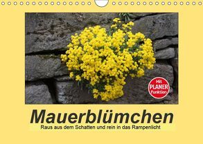 Mauerblümchen – Raus aus dem Schatten und rein in das Rampenlicht (Wandkalender 2019 DIN A4 quer) von Keller,  Angelika