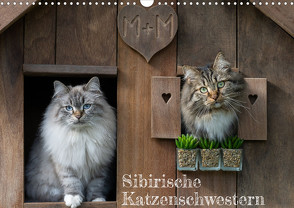 Maui und Molokai – Sibirische Katzenschwestern (Wandkalender 2024 DIN A3 quer), CALVENDO Monatskalender von Danis,  Peter