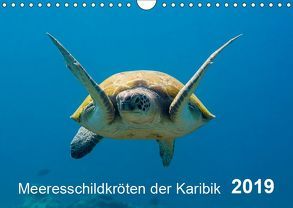 Meeresschildkröten der Karibik (Wandkalender 2019 DIN A4 quer) von - Yvonne & Tilo Kühnast,  naturepics