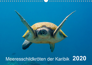 Meeresschildkröten der Karibik (Wandkalender 2020 DIN A3 quer) von - Yvonne & Tilo Kühnast,  naturepics