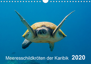 Meeresschildkröten der Karibik (Wandkalender 2020 DIN A4 quer) von - Yvonne & Tilo Kühnast,  naturepics