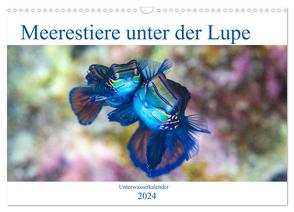 Meerestiere unter der Lupe – Unterwasserkalender (Wandkalender 2024 DIN A3 quer), CALVENDO Monatskalender von Gruse,  Sven