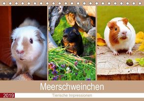 Meerschweinchen 2019. Tierische Impressionen (Tischkalender 2019 DIN A5 quer) von Lehmann (Hrsg.),  Steffani