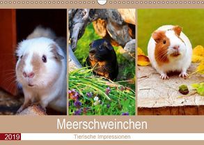 Meerschweinchen 2019. Tierische Impressionen (Wandkalender 2019 DIN A3 quer) von Lehmann (Hrsg.),  Steffani