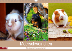 Meerschweinchen 2020. Tierische Impressionen (Wandkalender 2020 DIN A3 quer) von Lehmann (Hrsg.),  Steffani