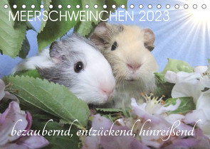 Meerschweinchen 2023 – bezaubernd, hinreißend, entzückend (Tischkalender 2023 DIN A5 quer) von Hampe-Neves,  Sabine