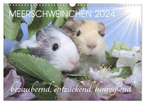 Meerschweinchen 2024 – bezaubernd, hinreißend, entzückend (Wandkalender 2024 DIN A3 quer), CALVENDO Monatskalender von Hampe-Neves,  Sabine