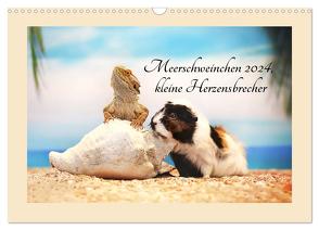 Meerschweinchen 2024, kleine Herzensbrecher (Wandkalender 2024 DIN A3 quer), CALVENDO Monatskalender von Foto Grafia Fotografie,  Anja