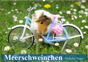 Meerschweinchen. Geliebte Nager (Wandkalender 2023 DIN A2 quer) von Stanzer,  Elisabeth