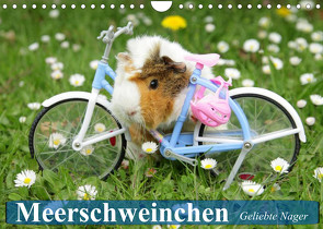 Meerschweinchen. Geliebte Nager (Wandkalender 2023 DIN A4 quer) von Stanzer,  Elisabeth