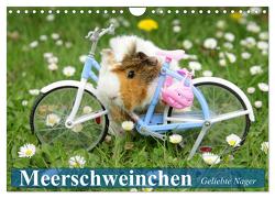 Meerschweinchen. Geliebte Nager (Wandkalender 2024 DIN A4 quer), CALVENDO Monatskalender von Stanzer,  Elisabeth