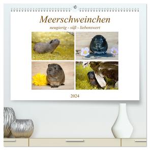 MEERSCHWEINCHEN neugierig – süß – liebenswert (hochwertiger Premium Wandkalender 2024 DIN A2 quer), Kunstdruck in Hochglanz von Fischer,  Petra