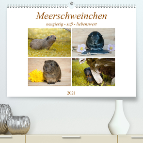 MEERSCHWEINCHEN neugierig – süß – liebenswert (Premium, hochwertiger DIN A2 Wandkalender 2021, Kunstdruck in Hochglanz) von Fischer,  Petra