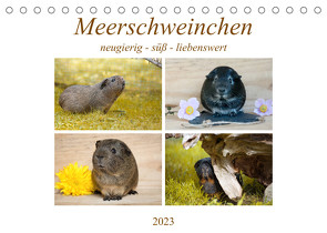 MEERSCHWEINCHEN neugierig – süß – liebenswert (Tischkalender 2023 DIN A5 quer) von Fischer,  Petra