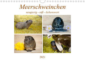 MEERSCHWEINCHEN neugierig – süß – liebenswert (Wandkalender 2021 DIN A4 quer) von Fischer,  Petra