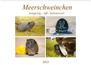 MEERSCHWEINCHEN neugierig – süß – liebenswert (Wandkalender 2022 DIN A2 quer) von Fischer,  Petra